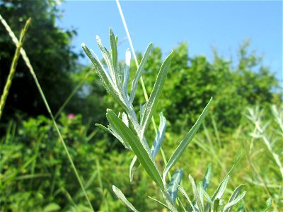 Junge Schmalblättrige Ölweide (Elaeagnus angustifolia), invasiv an A6 in Güdingen
