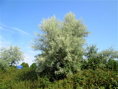 Schmalblättrige Ölweide (Elaeagnus angustifolia) invasiv an A6 in Güdingen