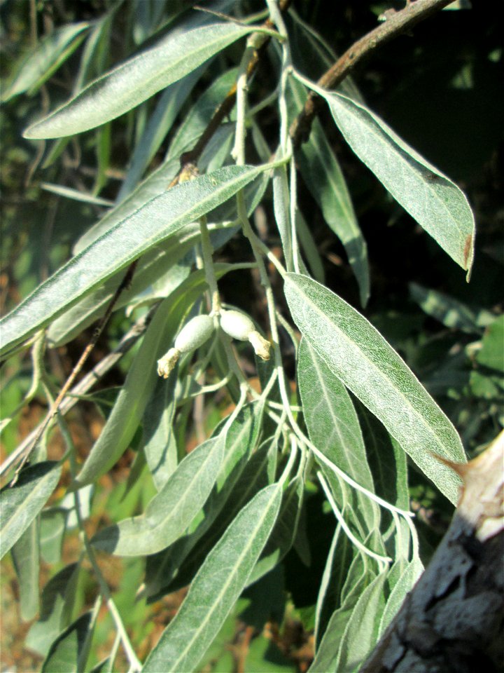 Schmalblättrige Ölweide (Elaeagnus angustifolia) invasiv an A6 in Güdingen