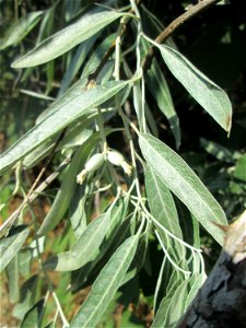 Schmalblättrige Ölweide (Elaeagnus angustifolia) invasiv an A6 in Güdingen