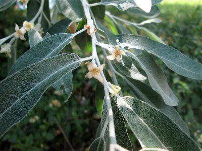 Schmalblättrige Ölweide (Elaeagnus angustifolia) in Saarbrücken