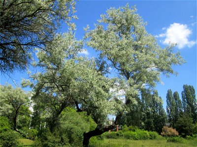 Schmalblättrige Ölweide (Elaeagnus angustifolia) im Bürgerpark Saarbrücken - eingeschleppt aus Asien