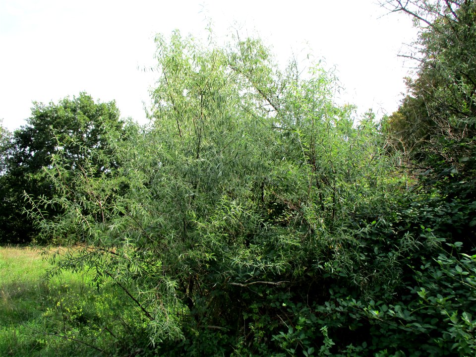 Schmalblättrige Ölweide (Elaeagnus angustifolia), invasiv an der A6 in Brebach