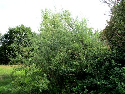 Schmalblättrige Ölweide (Elaeagnus angustifolia), invasiv an der A6 in Brebach