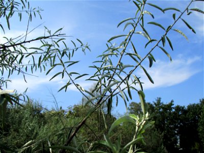 Schmalblättrige Ölweide (Elaeagnus angustifolia), invasiv an der A6 in Brebach
