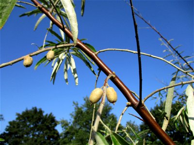 Schmalblättrige Ölweide (Elaeagnus angustifolia), invasiv an der A6 in Brebach
