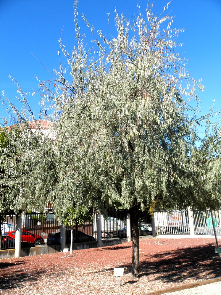 Elaeagnus angustifolia, habit, Parque El Pilar de Ciudad Real, Spain