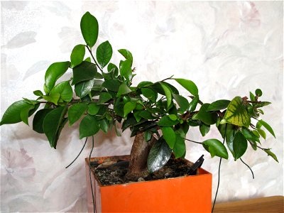 Ginseng bonsai. Height : 16 cm. Aged 12 years app. Bought 6 years ago. photo