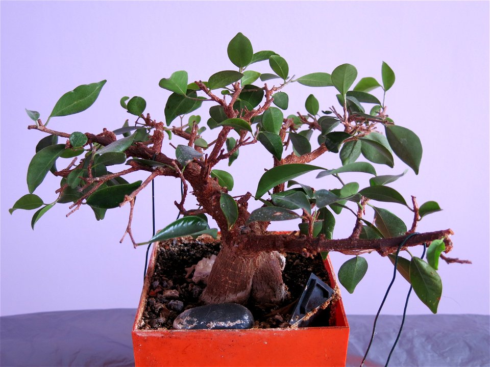 Ficus retusa bonsai. Aged 20 years app. Bought 14 years ago.