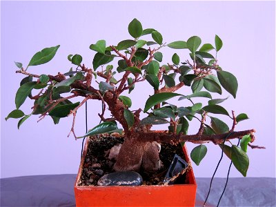 Ficus retusa bonsai. Aged 20 years app. Bought 14 years ago. photo