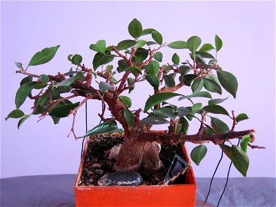 Ficus retusa bonsai. Aged 20 years app. Bought 14 years ago.