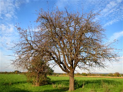 Birne (Pyrus communis) am Burgweg bei Reilingen