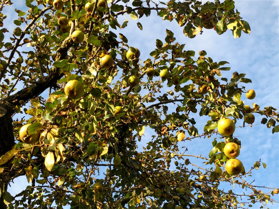 Birne (Pyrus communis) am Burgweg bei Reilingen