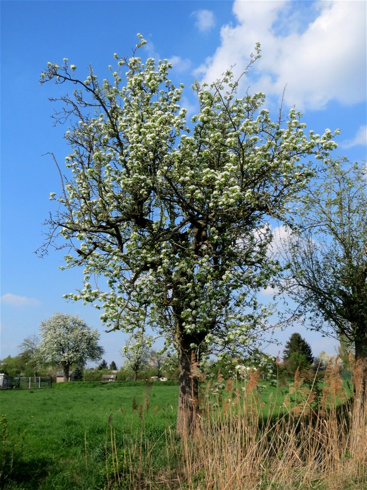 Blühender Birnbaum (Pyrus communis) in Hockenheim
