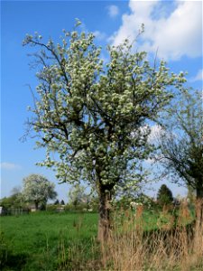 Blühender Birnbaum (Pyrus communis) in Hockenheim