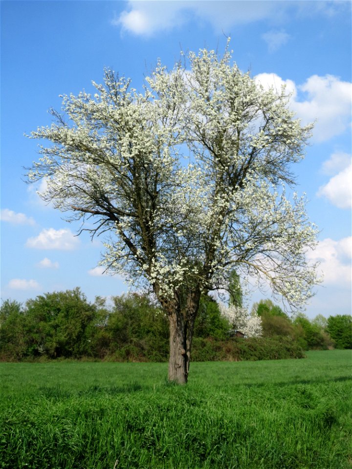 Blühender Birnbaum (Pyrus communis) in Hockenheim