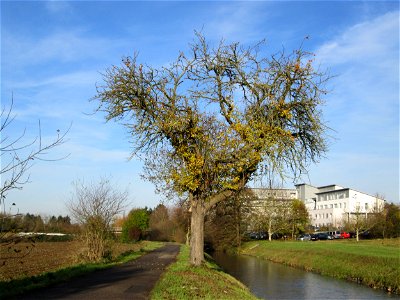 Birnbaum (Pyrus communis) am Kraichbach in Hockenheim photo