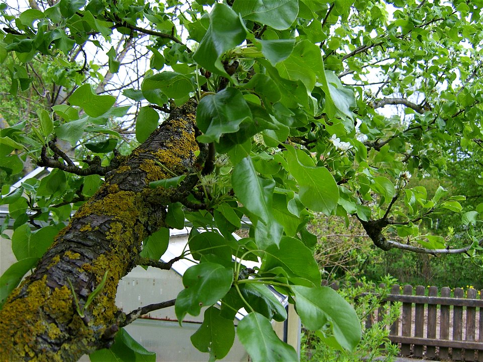 Birnenbaum (Pyrus communis)
