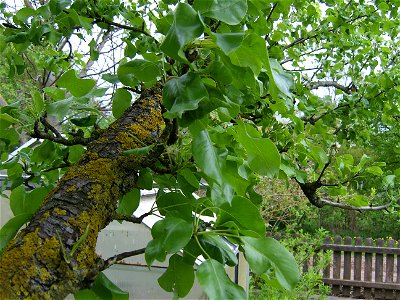 Birnenbaum (Pyrus communis)