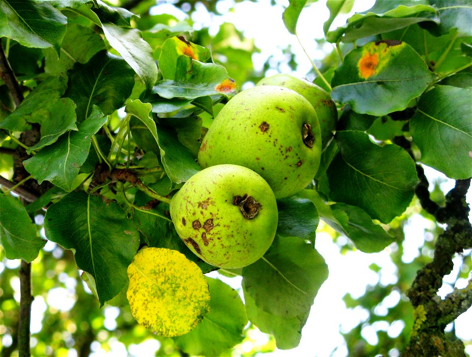 Oberösterreicher Weinbirne (Special kind of pears, Pliezhausen, Germany)