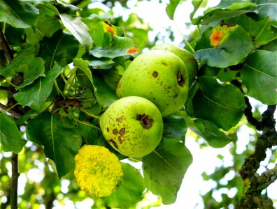 Oberösterreicher Weinbirne (Special kind of pears, Pliezhausen, Germany)