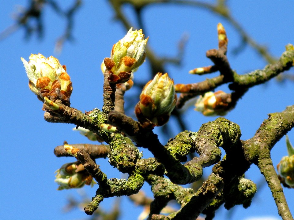 Bud of a  Oberösterreicher Weinbirne (Pliezhausen, Germany; Swabian kind of pear)