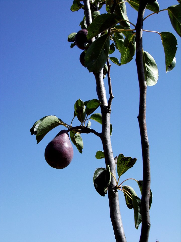 Pyrus communis cvar. Max red Barlett
Inmature pear (July) growing in Serra de Castelltallat.

My own work, july 21 2006