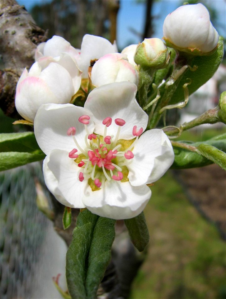 Pyrus communis - flower

Location - Portugal