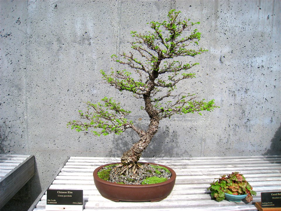 North Carolina Arboretum, Asheville, North Carolina, USA. Bonsai Ulmus parvifolia.