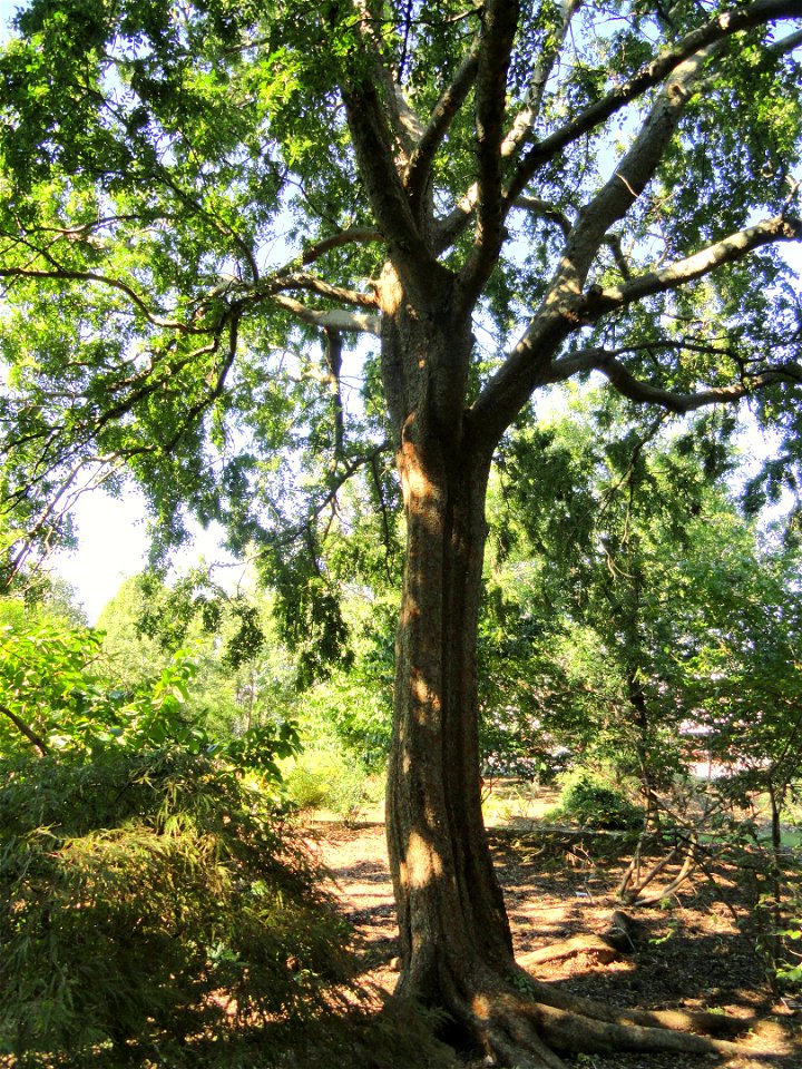 Ulmus parvifolia 'Frosty' specimen in the J. C. Raulston Arboretum (North Carolina State University), 4415 Beryl Road, Raleigh, North Carolina, USA.