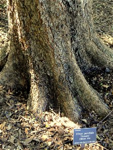 Ulmus parvifolia 'Dynasty' specimen in the J. C. Raulston Arboretum (North Carolina State University), 4415 Beryl Road, Raleigh, North Carolina, USA. photo