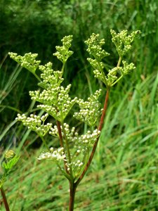 Echtes Mädesüß (Filipendula ulmaria) am Geißböckelgraben bei Philippsburg