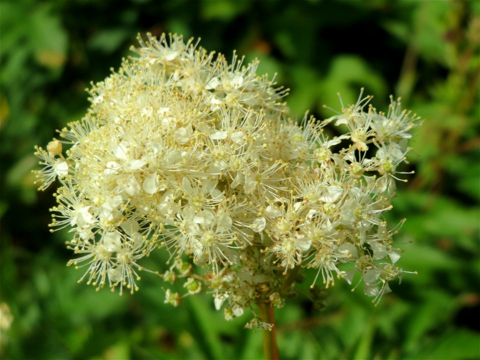 Echtes Mädesüß (Filipendula ulmaria) im Ebertpark in Hockenheim
