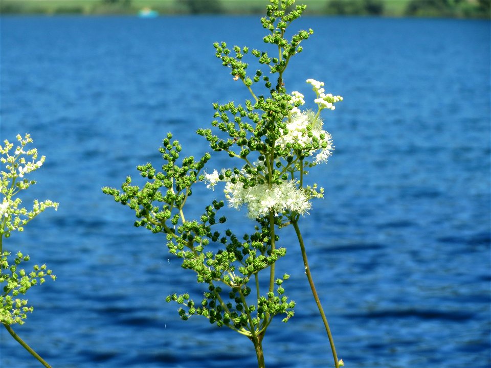 Echtes Mädesüß (Filipendula ulmaria) am Schalkenmehrener Maar