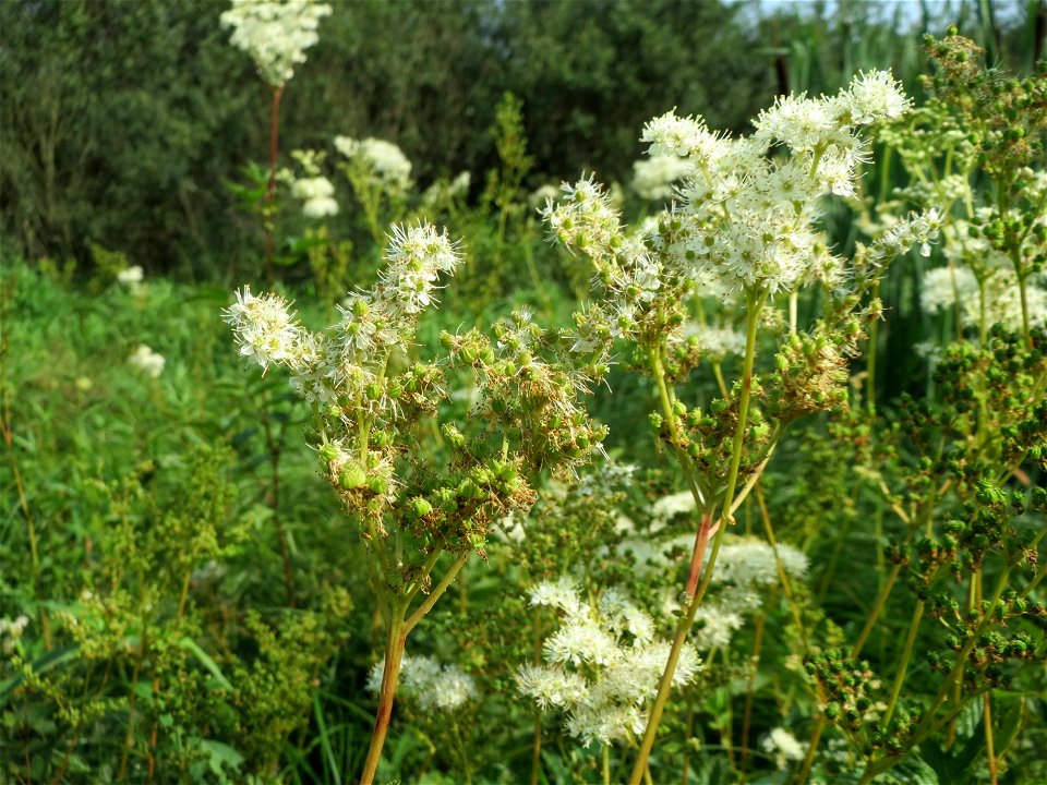 Echtes Mädesüß (Filipendula ulmaria) im Naturschutzgebiet Mürmes