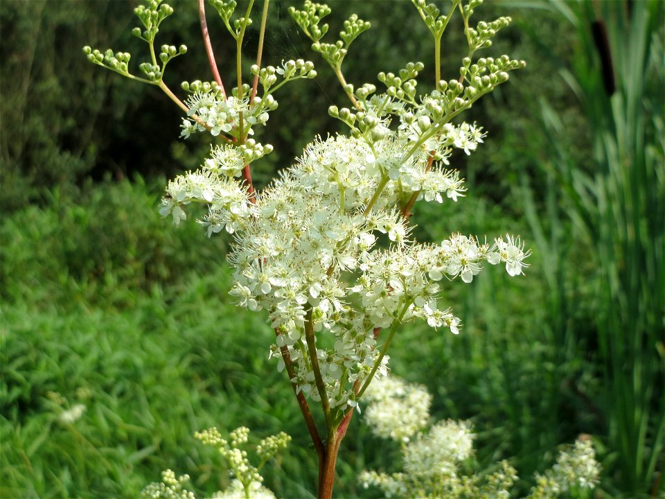 Echtes Mädesüß (Filipendula ulmaria) im Naturschutzgebiet Mürmes