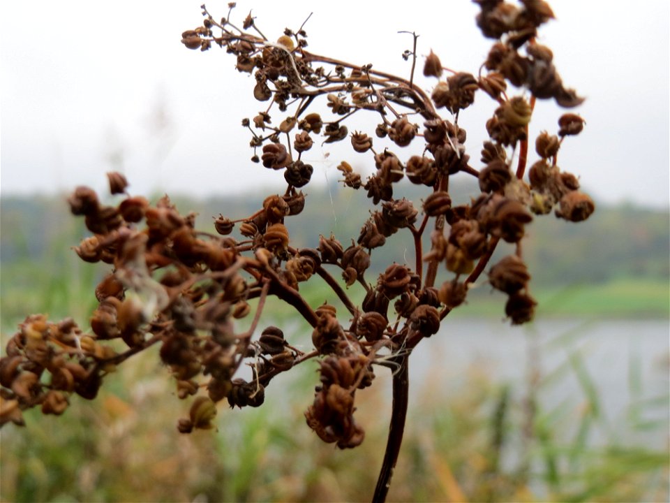 Echtes Mädesüß (Filipendula ulmaria) am Schalkenmehrener Maar