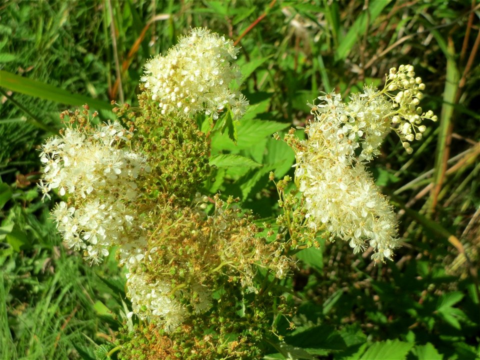 Echtes Mädesüß (Filipendula ulmaria) am Kraichbach in Hockenheim