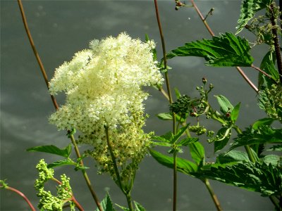 Echtes Mädesüß (Filipendula ulmaria) an der Saar in Saarbrücken photo