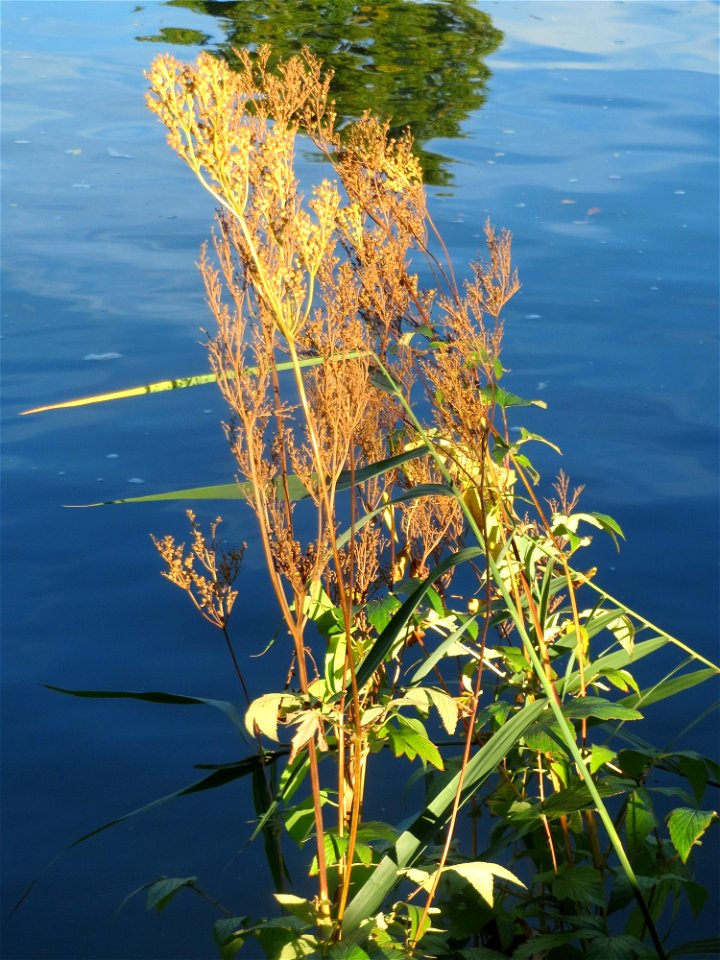 Echtes Mädesüß (Filipendula ulmaria) an der Saar in Saarbrücken