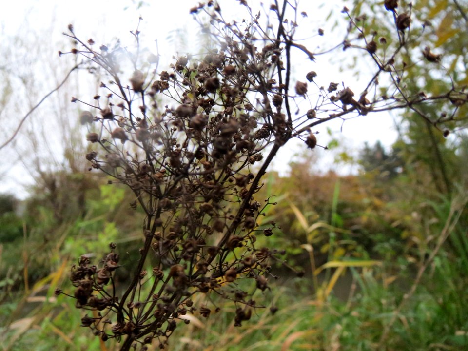 Mumienbotanik: Echtes Mädesüß (Filipendula ulmaria) am Kraichbach in Hockenheim
