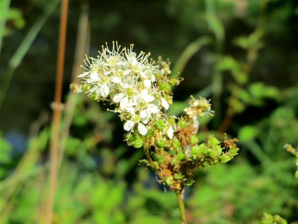 Echtes Mädesüß (Filipendula ulmaria) in den Sankt Arnual Wiesen gegenüber vom Osthafen Saarbrücken (Außerhalb vom NSG)