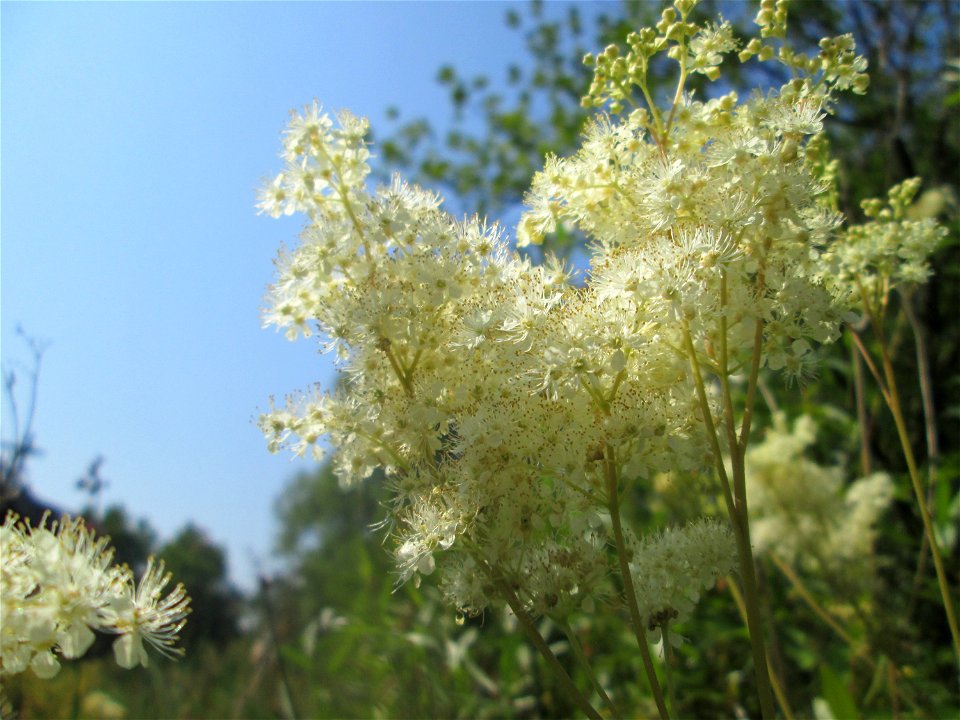Echtes Mädesüß (Filipendula ulmaria) im Bürgerpark Saarbrücken