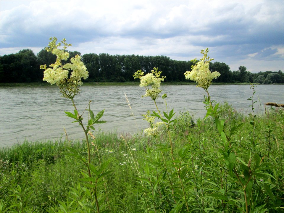 Echtes Mädesüß (Filipendula ulmaria) am Rheinufer im Naturschutzgebiet „Ketscher Rheininsel“