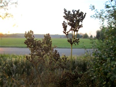 Echtes Mädesüß (Filipendula ulmaria) im Landschaftsschutzgebiet „Hockenheimer Rheinbogen“ photo