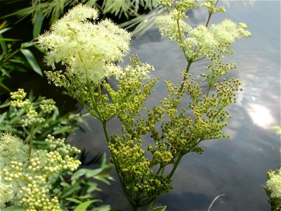 Echtes Mädesüß (Filipendula ulmaria) an der Saar im Naturschutzgebiet "St. Arnualer Wiesen"