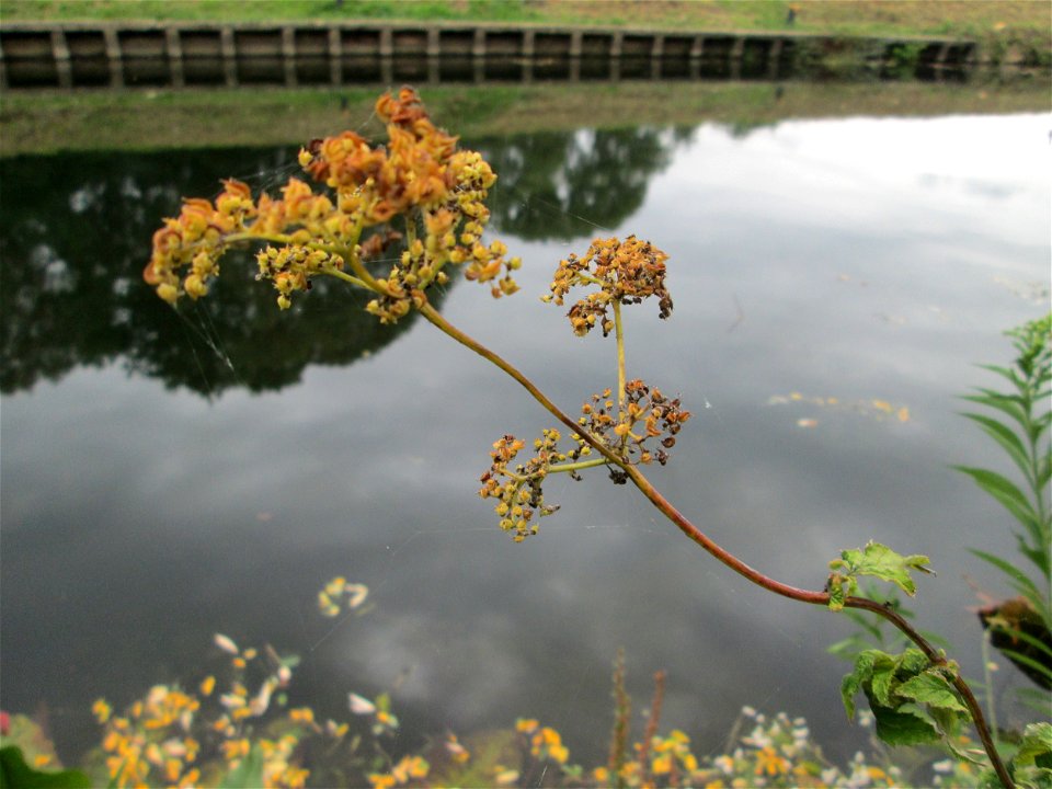 Echtes Mädesüß (Filipendula ulmaria) oberhalb der Schleuse N° 30 bei Grosbliederstroff