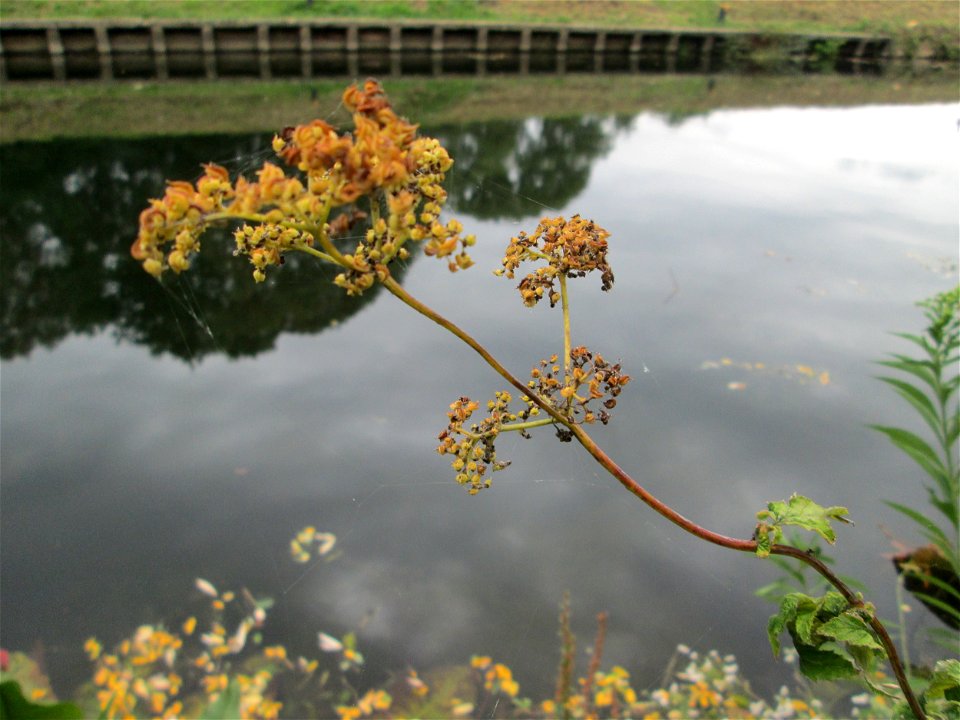 Echtes Mädesüß (Filipendula ulmaria) oberhalb der Schleuse N° 30 bei Grosbliederstroff photo