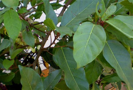 Ficus racemosa leaves photo
