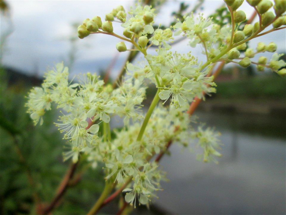 Echtes Mädesüß (Filipendula ulmaria) an der Güdinger Schleuse photo